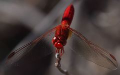 Crocothemis