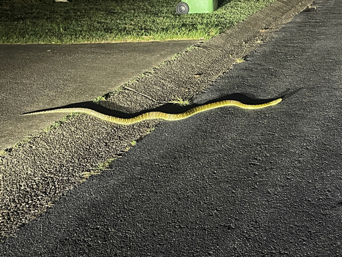 Coastal Carpet Python sighting