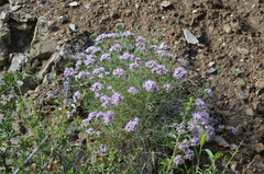 Acanthophyllum pungens