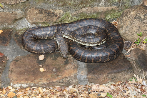 Coastal Carpet Python sighting