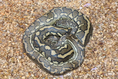 Coastal Carpet Python sighting