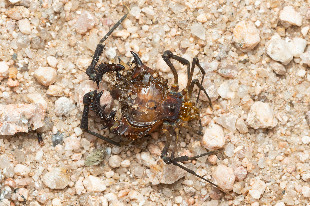 Pachyloidellus goliath