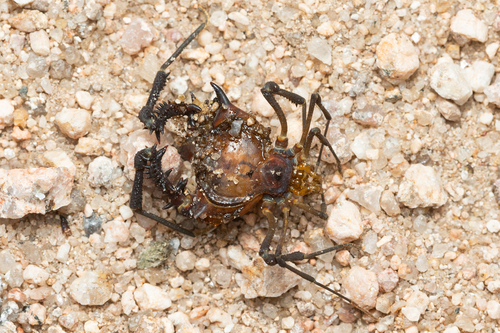 Pachyloidellus goliath