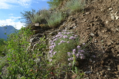 Acanthophyllum pungens