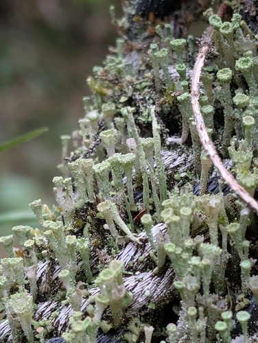 Cladonia chlorophaea