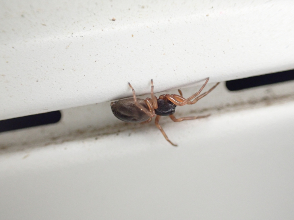Paratrachelas maculatus