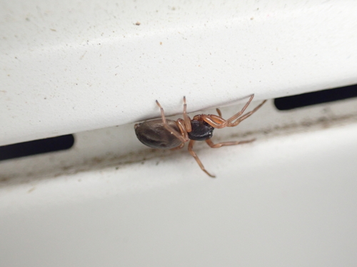 Paratrachelas maculatus