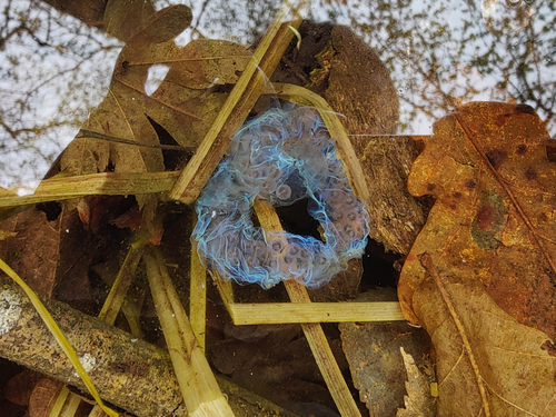 Three-toed Salamander