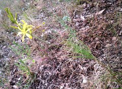 Asphodeline