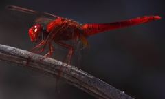 Crocothemis