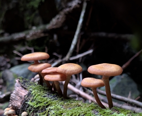 Armillaria