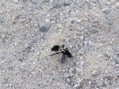 Traumatomutilla centralis