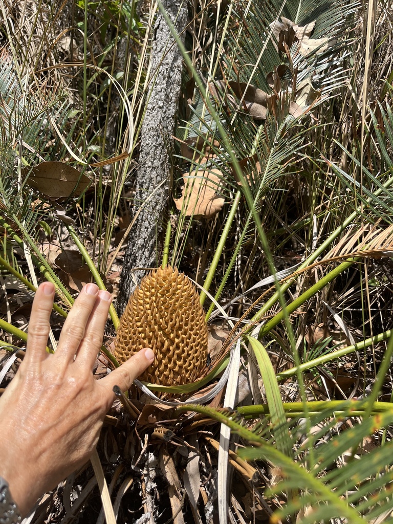 Cycas candida (White Seed Sago)