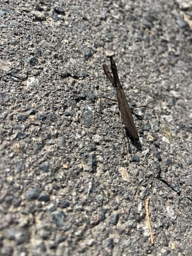 Statilia maculata maculata