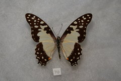 Graphium angolanus baronis