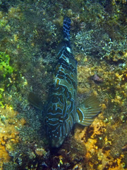 Cirrhitus rivulatus