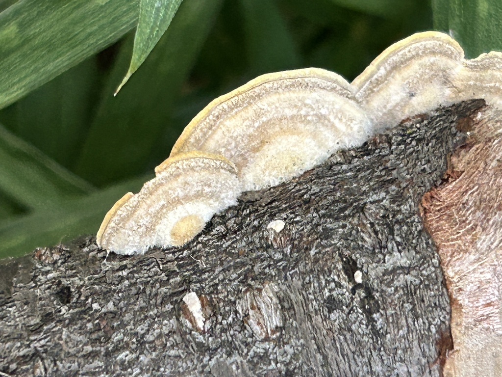 Trametes hirsuta · November 2025 · photo: © martin_livezey (iNaturalist, cc-by)