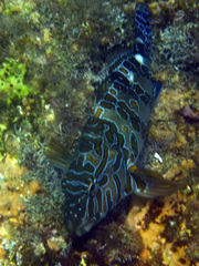 Cirrhitus rivulatus