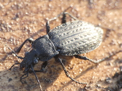 Carabus granulatus interstitialis