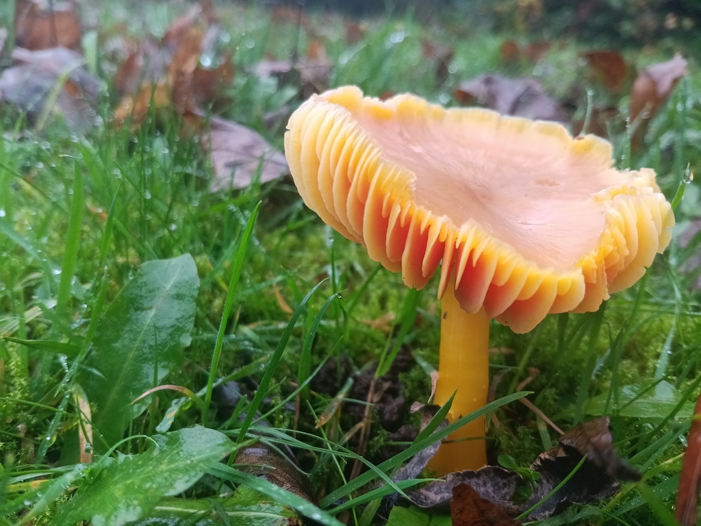 Hygrocybe quieta · November 2025 · photo: © considerthelilies (iNaturalist, cc-by)