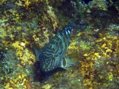 Cirrhitus rivulatus