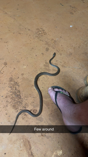 Children's Python sighting