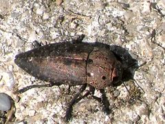 Capnodis tenebricosa