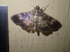 Uresiphita quinquigera