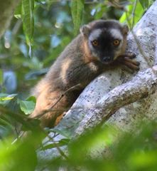 Eulemur rufifrons