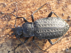 Carabus granulatus interstitialis