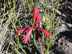 Zephyranthes graciliflora