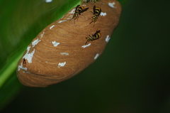 Charterginus carinatus