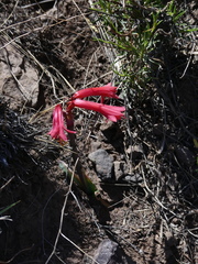 Zephyranthes graciliflora