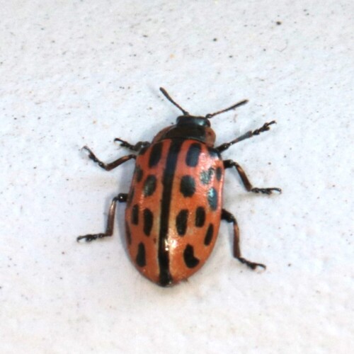 Spotted Willow Leaf Beetle, Wageningen, Nederland, photo 7 of 10