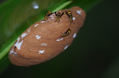 Charterginus carinatus