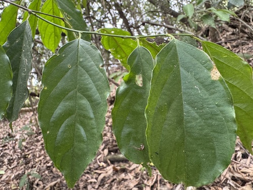 Dallachya vitiensis observed 2025-11-12