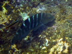 Halichoeres notospilus