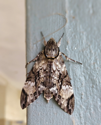 Privet Hawkmoth