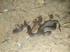 Stenorrhina degenhardtii