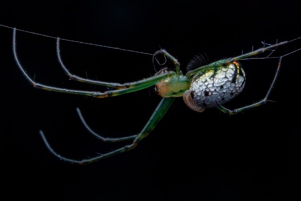 Leucauge taczanowskii