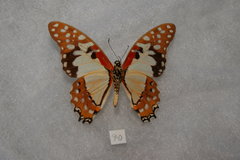Graphium angolanus baronis