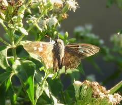 Polygonus leo arizonensis