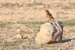 Phoenicurus moussieri
