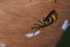 Charterginus carinatus