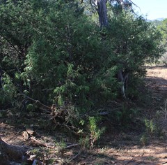 Juniperus flaccida