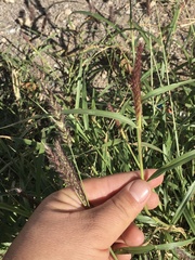 Poaceae