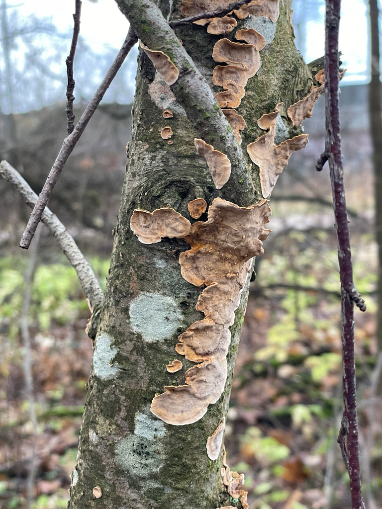 Stereum rugosum · November 2025 · photo: © edonardo (iNaturalist, cc-by)