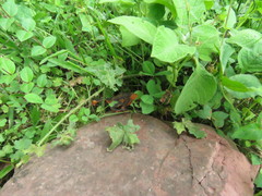 Melanophryniscus rubriventris