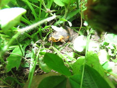 Melanophryniscus rubriventris