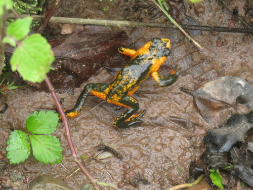 Yungas Red-bellied Toad